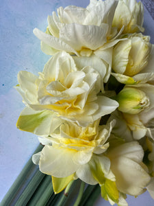 Large British Narcissus | Double Mix | 10 Stems