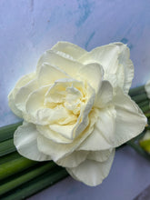 Load image into Gallery viewer, Large British Narcissus | Double Mix | 10 Stems
