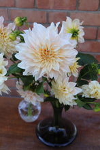 Load image into Gallery viewer, Dahlia ~ Cafe Au Lait ~ 5 Stems
