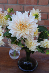 Dahlia ~ Cafe Au Lait ~ 5 Stems