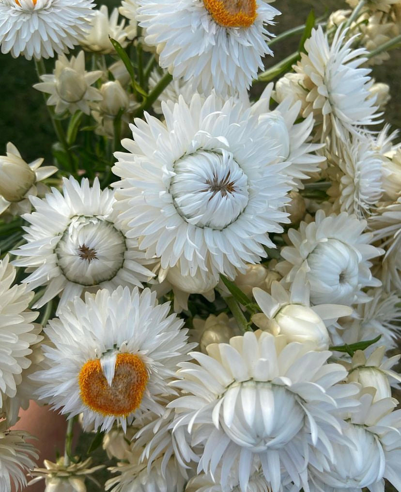 Strawflowers ~ 10 stems