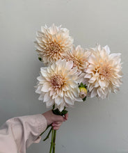 Load image into Gallery viewer, Dahlia ~ Cafe Au Lait ~ 5 Stems
