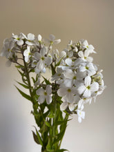 Load image into Gallery viewer, Hesperis ‘Sweet Rocket’ White x 10 Stems
