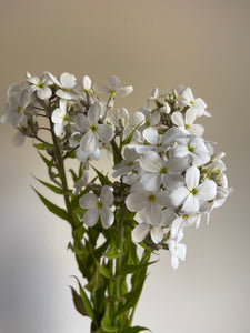 Hesperis ‘Sweet Rocket’ White x 10 Stems