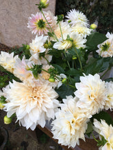 Load image into Gallery viewer, Dahlia ~ Cafe Au Lait ~ 5 Stems
