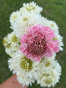 Mixed Pink & White Seasonal Florist Box (Delivery)