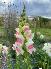 Load image into Gallery viewer, Mixed Pink &amp; White Seasonal Florist Box (Delivery)
