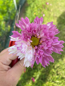 Mixed Pink & White Seasonal Florist Box (Delivery)