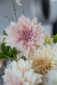 Dahlia ~ Cafe Au Lait ~ 5 Stems