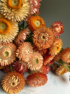 Mixed Pink & Apricot Strawflowers ~ 10 stems