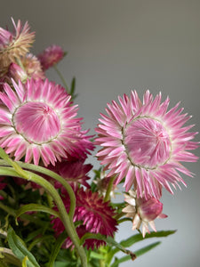 Mixed Pink & Apricot Strawflowers ~ 10 stems