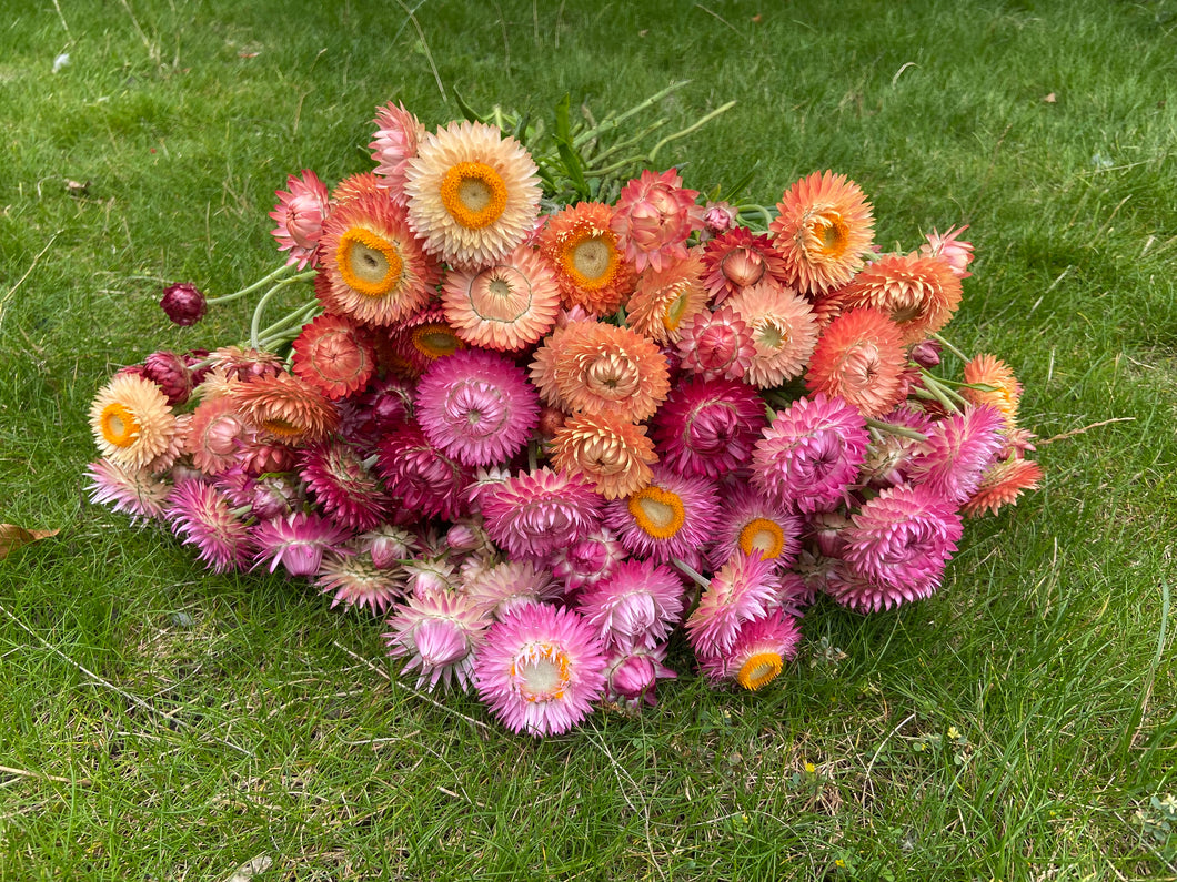 Mixed Pink & Apricot Strawflowers ~ 10 stems