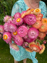 Load image into Gallery viewer, Mixed Pink &amp; Apricot Strawflowers ~ 10 stems
