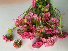 Load image into Gallery viewer, Scabious - Salmon Pink
