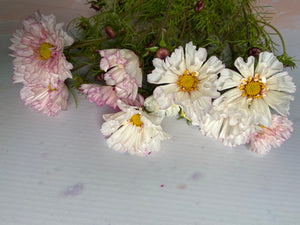 Blush Cosmos ~ 10 Stems