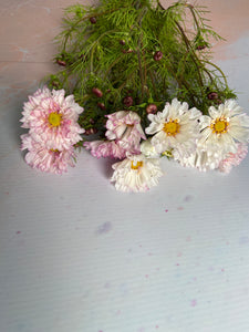 Blush Cosmos ~ 10 Stems