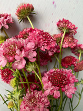 Load image into Gallery viewer, Scabious - Salmon Pink

