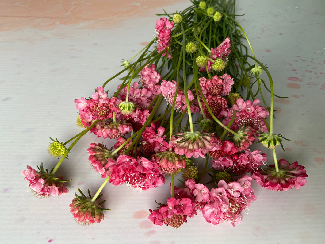 Scabious - Salmon Pink