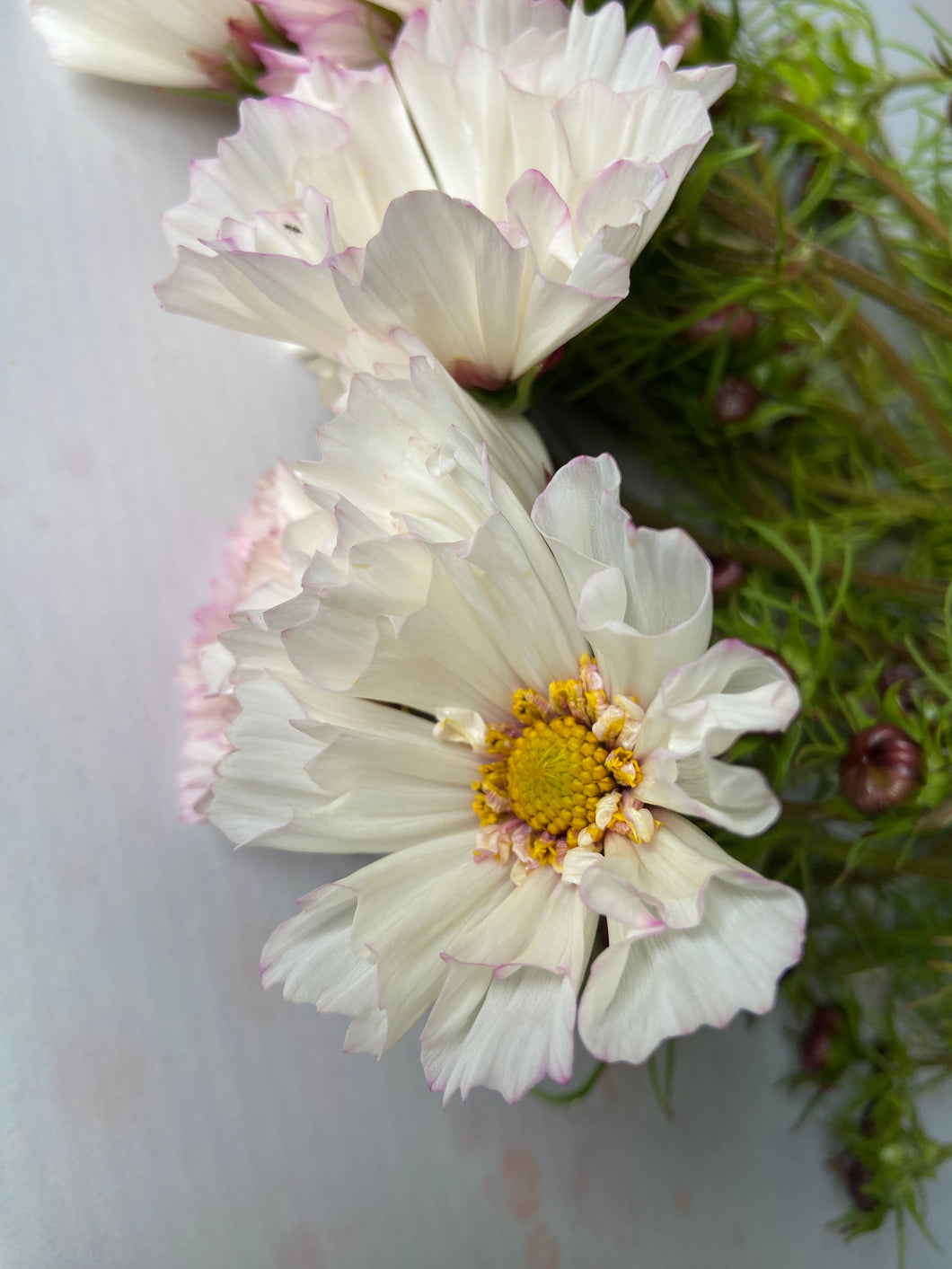 Blush Cosmos ~ 10 Stems