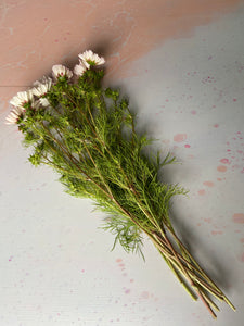 Blush Cosmos ~ 10 Stems