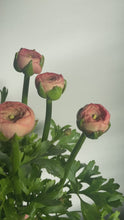 Load and play video in Gallery viewer, Luxury Ranunculus | 10 Stems
